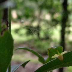 Zosis geniculata