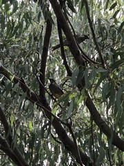 Anthochaera carunculata