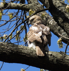 Buteo jamaicensis