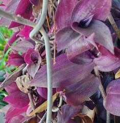 Tradescantia zebrina zebrina