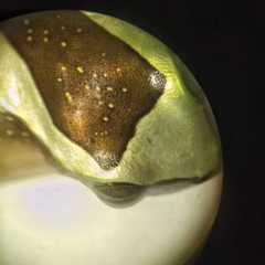 Dendropsophus elegans