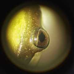 Dendropsophus elegans