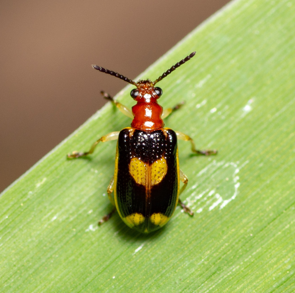 Opulent Lema Leaf Beetle