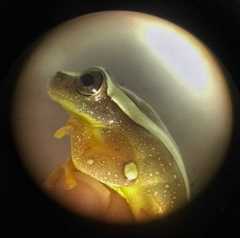 Dendropsophus elegans