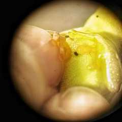 Dendropsophus elegans