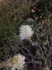 Fothergilla gardenii
