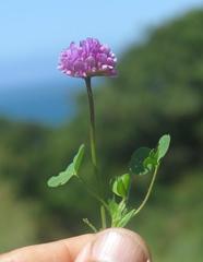 Trifolium burchellianum