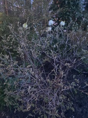 Fothergilla gardenii