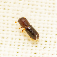 Xyleborinus saxesenii