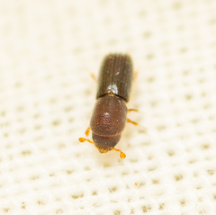 Xyleborinus saxesenii