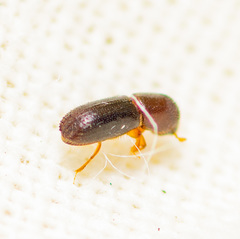 Xyleborinus saxesenii