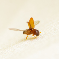 Xyleborinus saxesenii