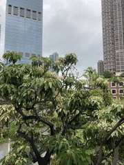 Aleurites moluccanus