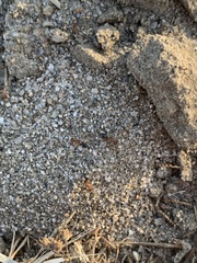 Dorymyrmex bicolor