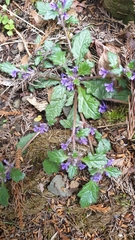 Ajuga decumbens