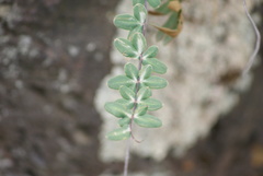 Pellaea ternifolia