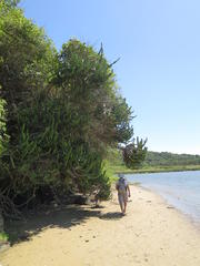 Euphorbia triangularis