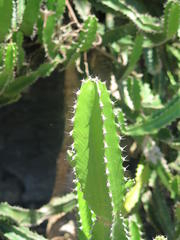 Euphorbia triangularis