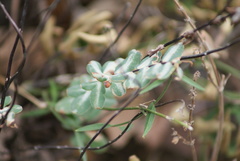 Pellaea ternifolia