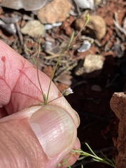 Hesperolinon micranthum