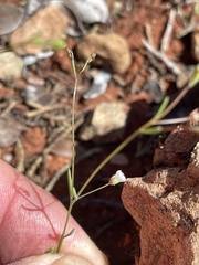 Hesperolinon micranthum