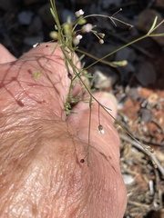 Hesperolinon micranthum