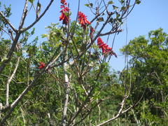 Erythrina humeana