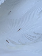 Columbicola columbae