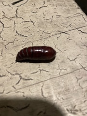 Lepidoptera
