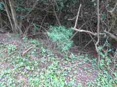 Euphorbia kraussiana