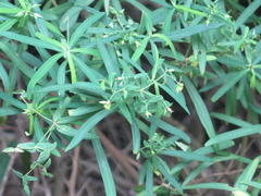 Euphorbia kraussiana