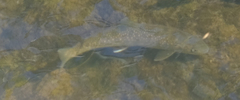 Salvelinus malma