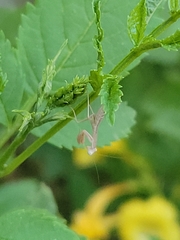 Iris oratoria