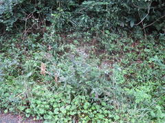 Conostomium natalense natalense