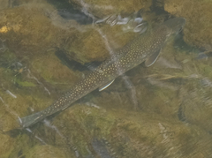 Salvelinus malma