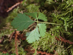Rubus pedatus
