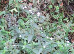 Conostomium natalense natalense