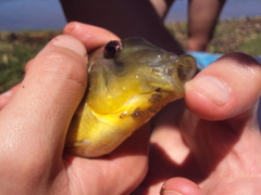 Gymnogeophagus balzanii
