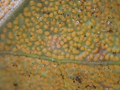 Rossmanomyces pyrolae