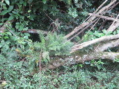 Asplenium rutifolium