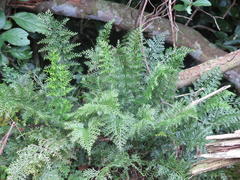 Asplenium rutifolium