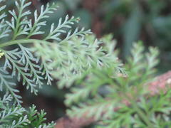 Asplenium rutifolium