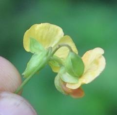 Argyrolobium tomentosum