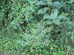 Argyrolobium tomentosum