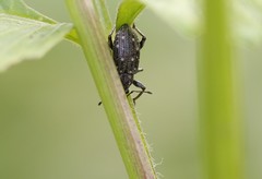 Lachnopus floridanus