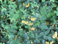 Argyrolobium tomentosum