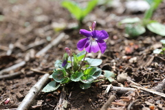 Viola obtusa