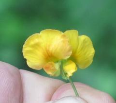 Argyrolobium tomentosum