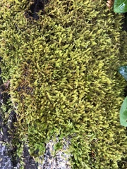 Racopilum cuspidigerum