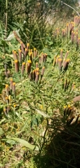 Tagetes multiflora